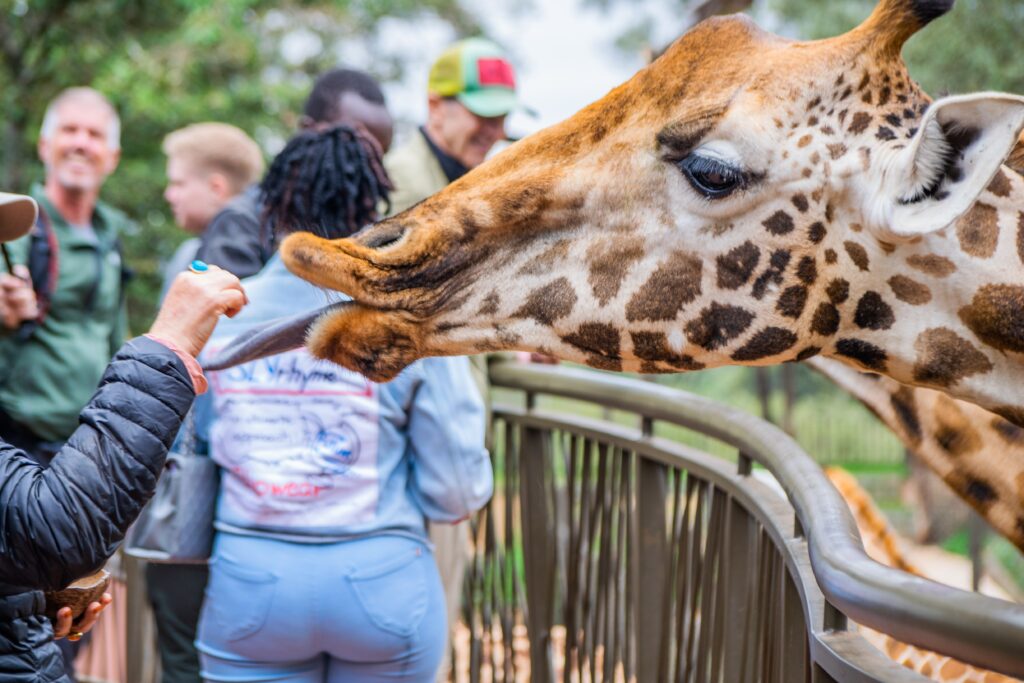 Giraffe Centre