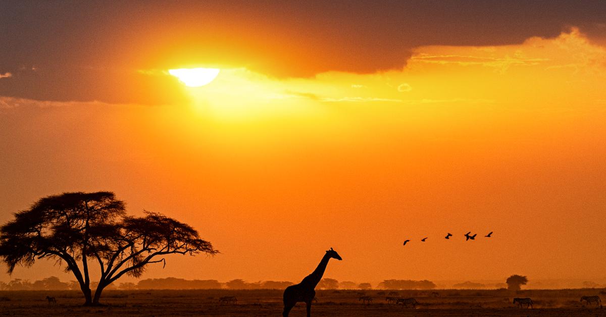 Silhouette of Giraffe Walking in Kenya Africa