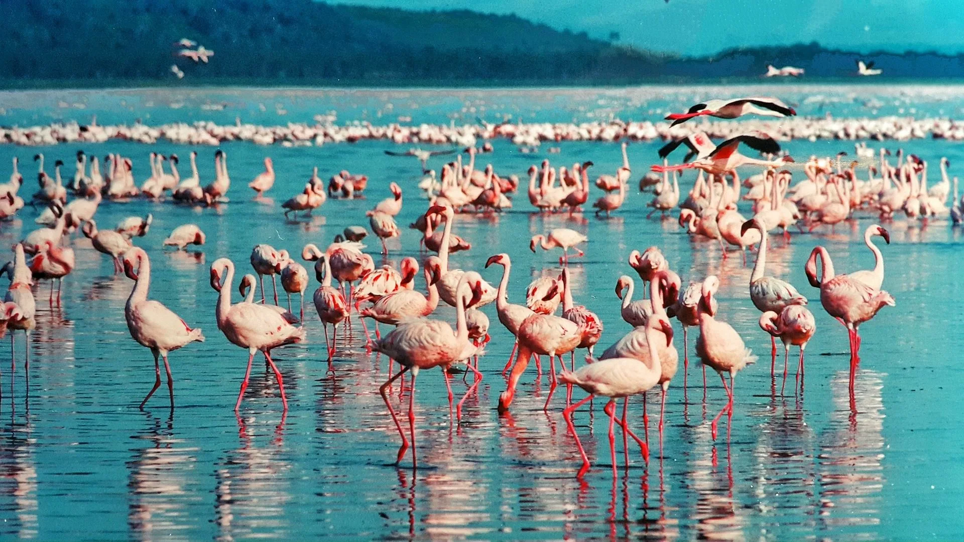 Naivasha