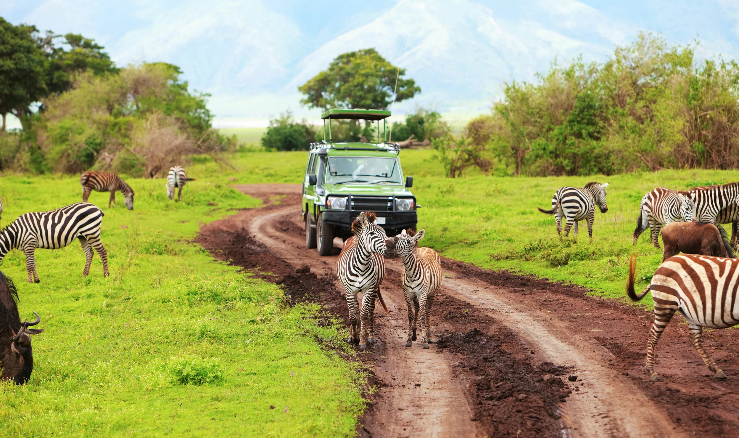 zebra